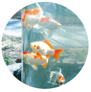 MAUK Koi und Goldfisch Aussichtsturm Fish Tank Tube XXL (B-ware)